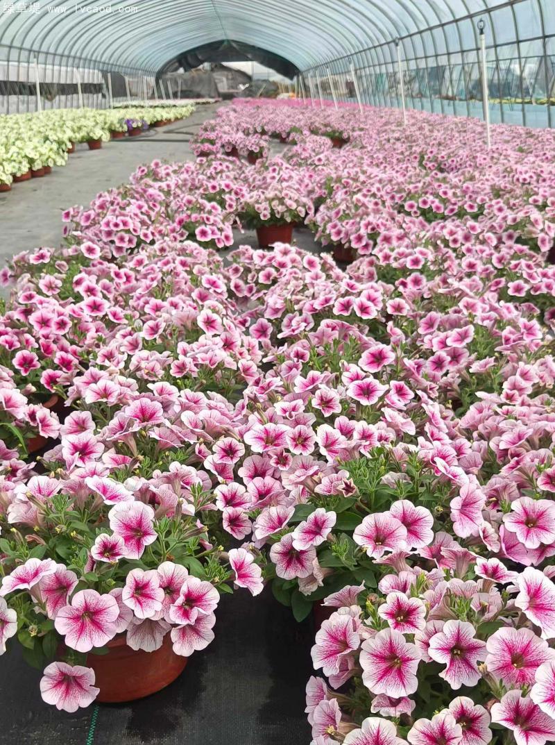牽牛花盆栽