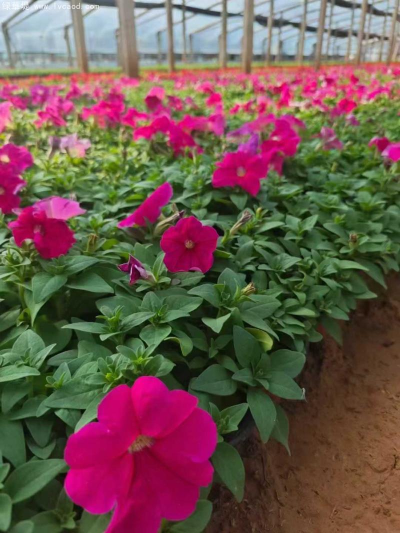 牽牛花盆栽