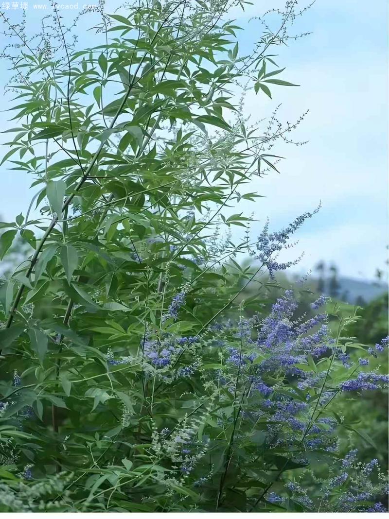 荊條葉子花朵