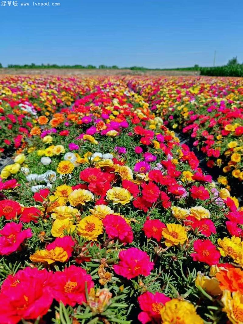 太陽花
