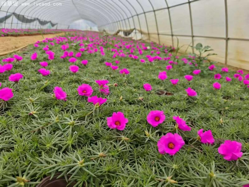 單色太陽花