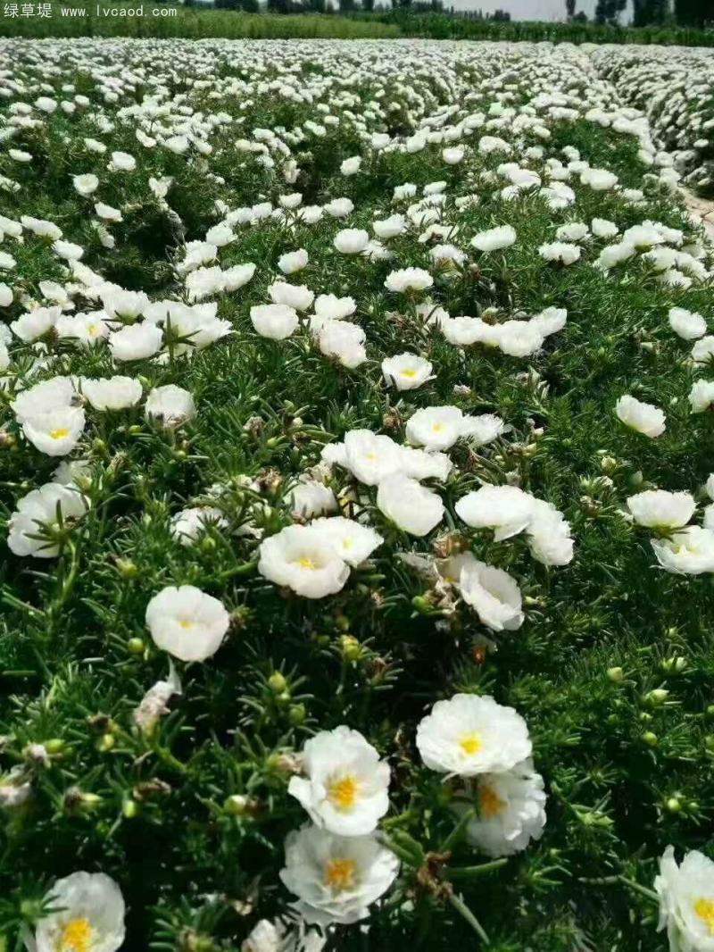 單色太陽花