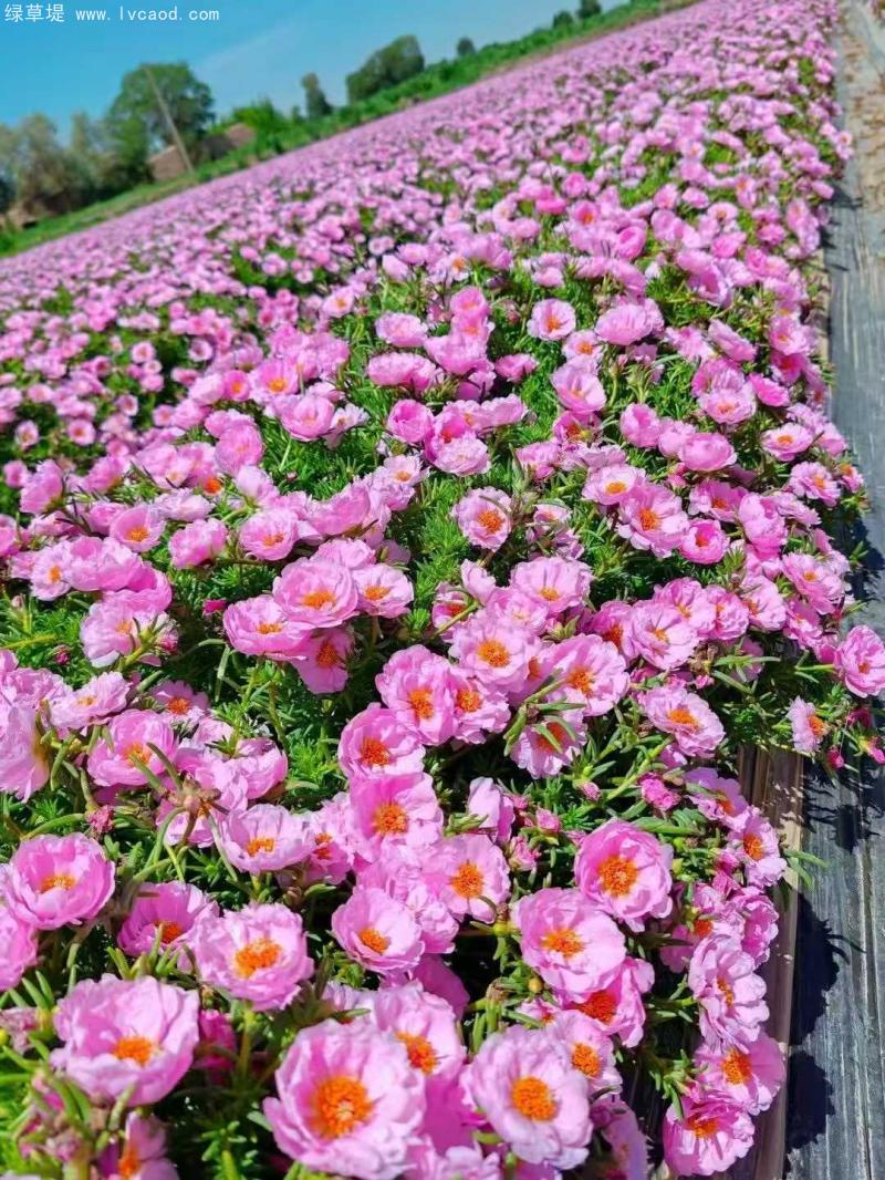 單色太陽花
