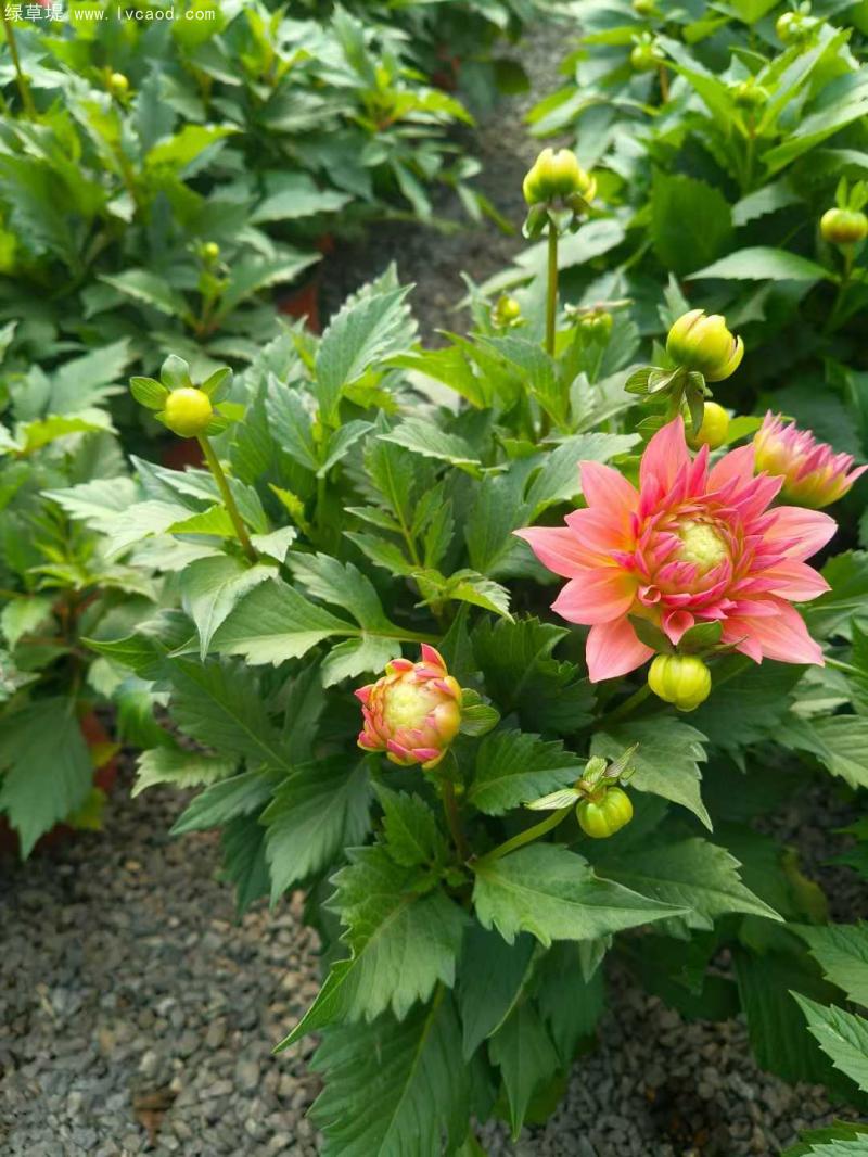 小麗花盆栽