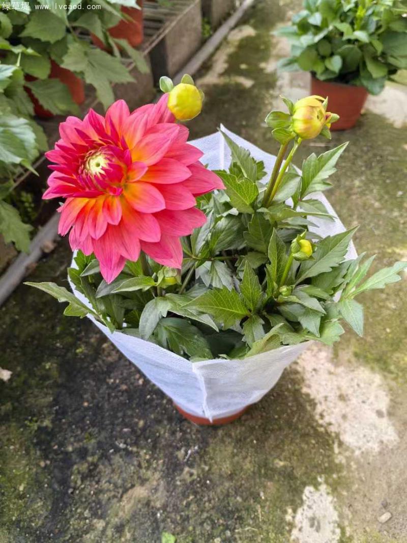 小麗花盆栽