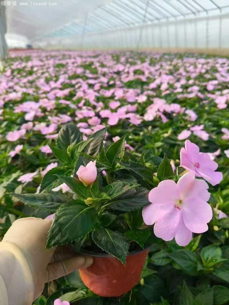 鳳仙花盆栽