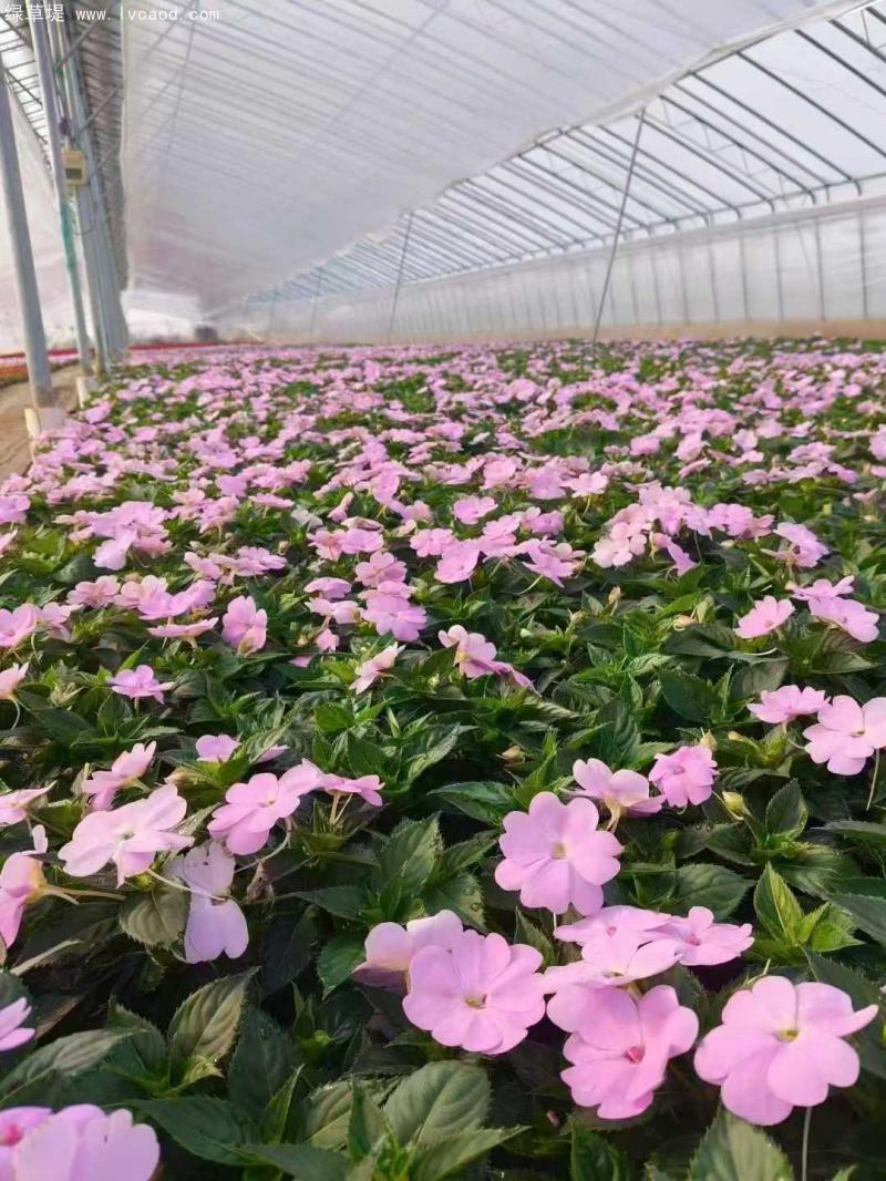鳳仙花盆栽