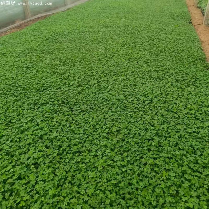 三葉草盆栽