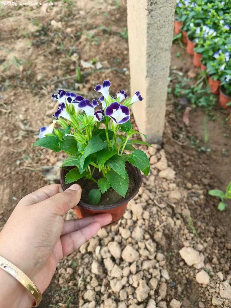 藍色夏瑾盆栽