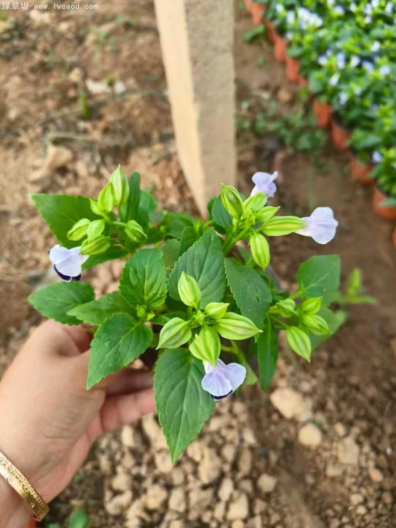 夏瑾盆栽
