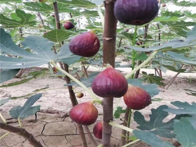 無花果樹苗