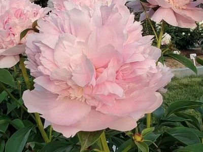 芍藥