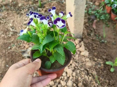 夏瑾